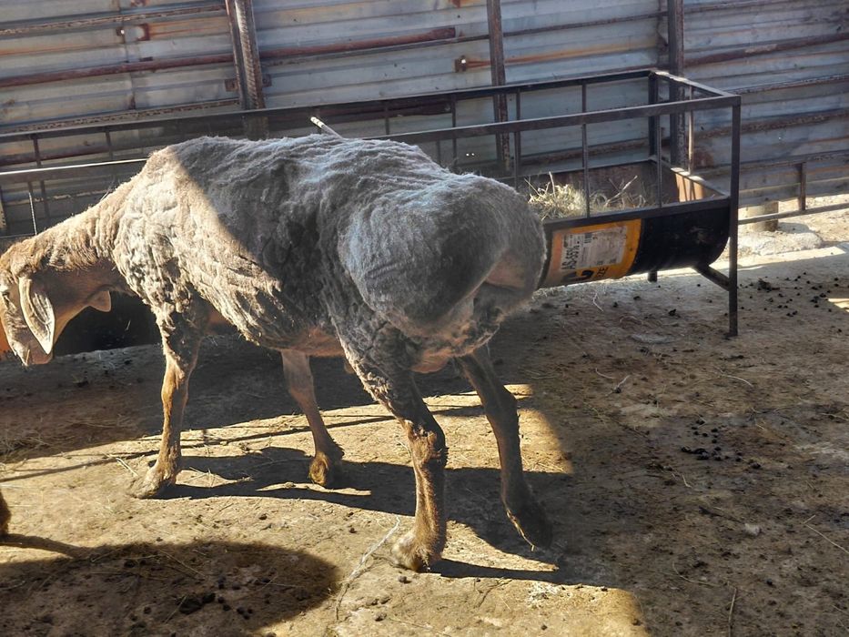 Баран / қошқар/ Кошкар/ Арашан / Гисар /