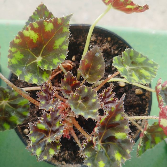 Продам комнатные цветы.