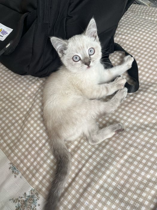 Отдам котёнка в добрые руки