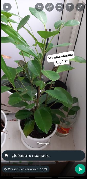 Үй гүлдері 2000 тг