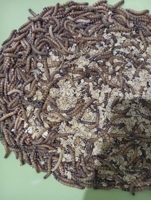 Продам Зоофобус живой корм для рептилий , обезьян ящериц , Зублефар Аг