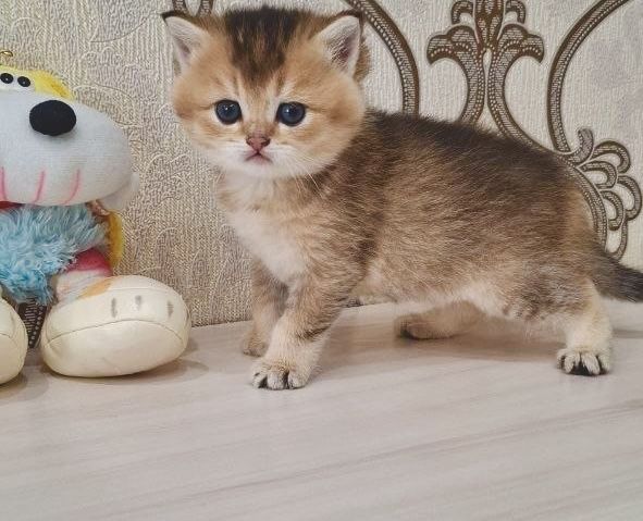 Британские котята золотые шиншиллы