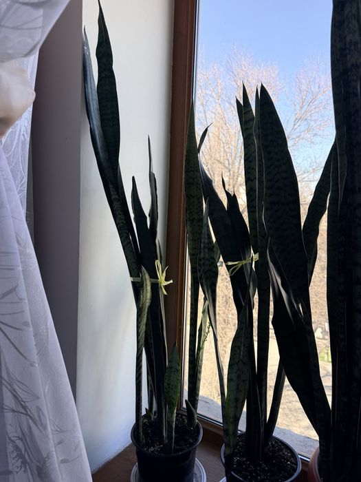 Продам цветы - сансевиерия