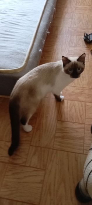 Отдам кошку в хорошие руки