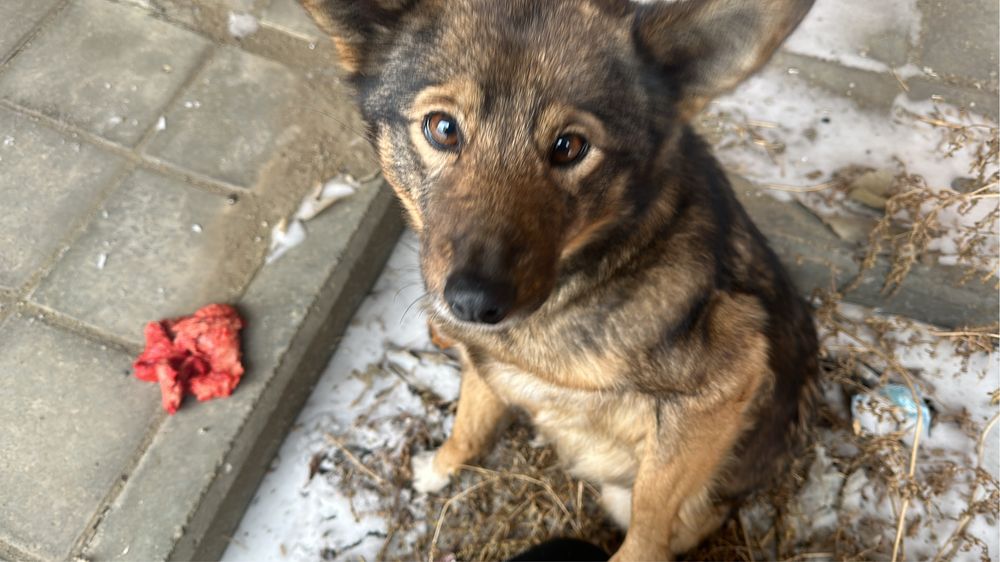 Собачка в поиске хозяев