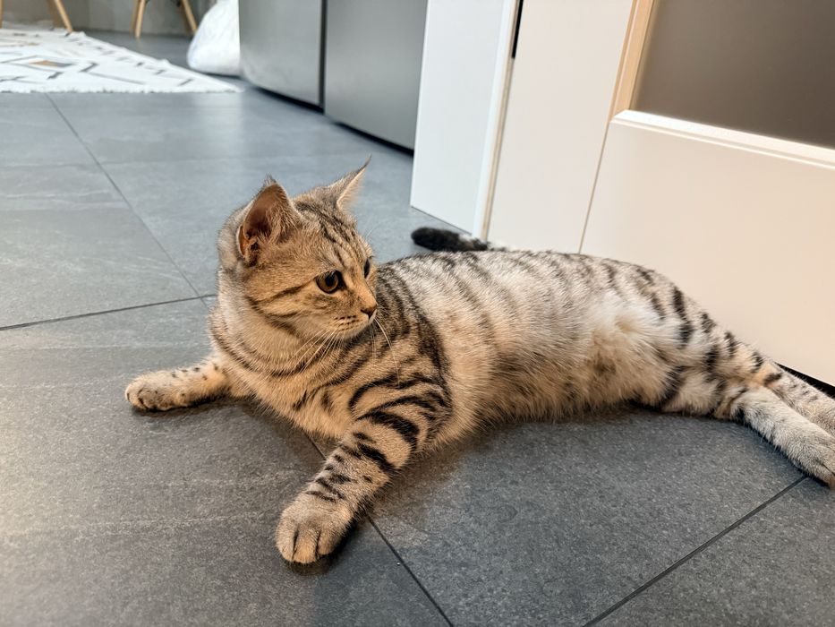 Продам котенка Скотиш страйт
