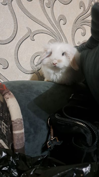 Декоративные кролики