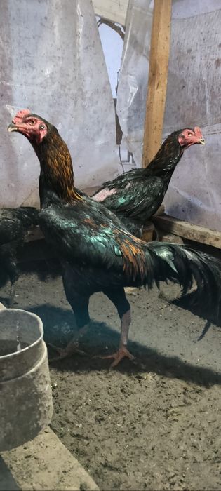 Дакан тауық сатылады