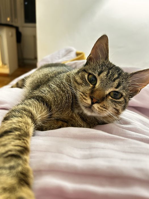 Pisica 6 luni adoptie