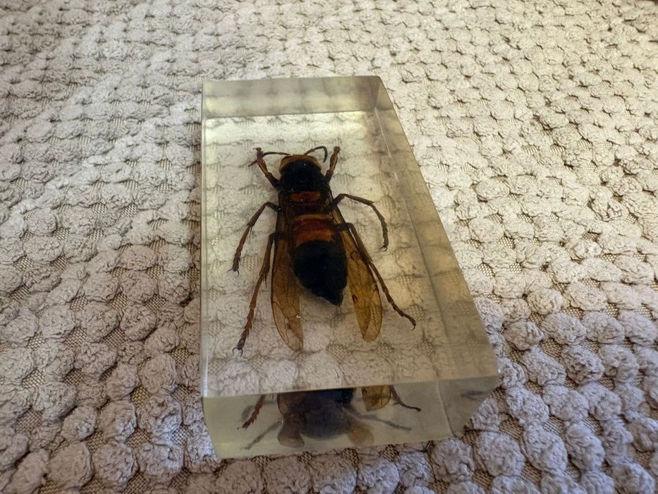 Продам набор насекомых в смоле.