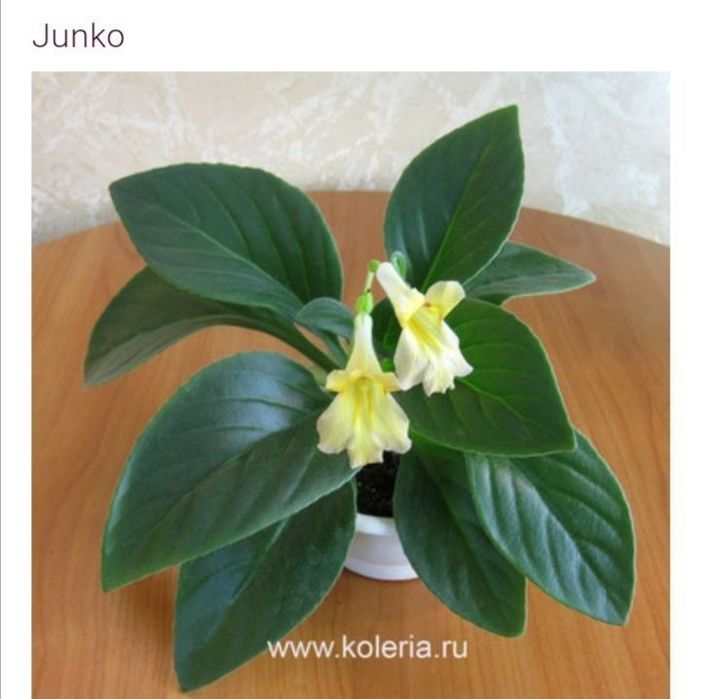 Продаются хириты примулины