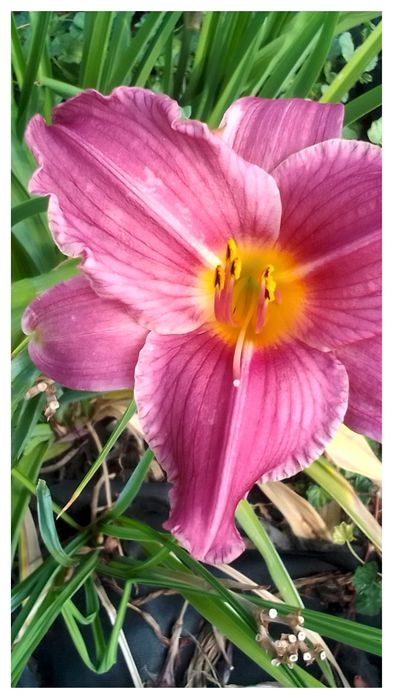 Продаю лилейники дёшево