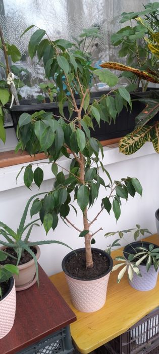 Комнатные цветочки