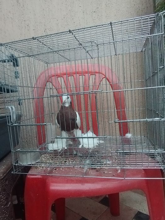 Kaptar sotiladi soglom