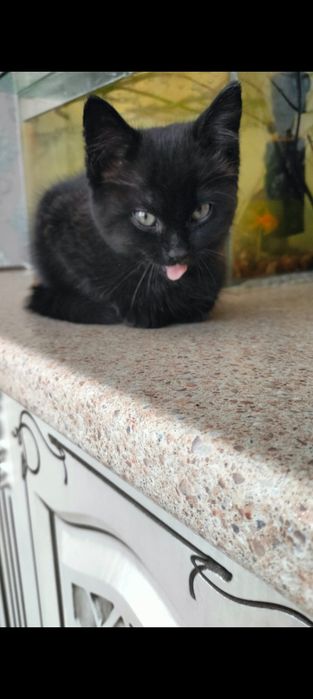 Котенок в добрые руки