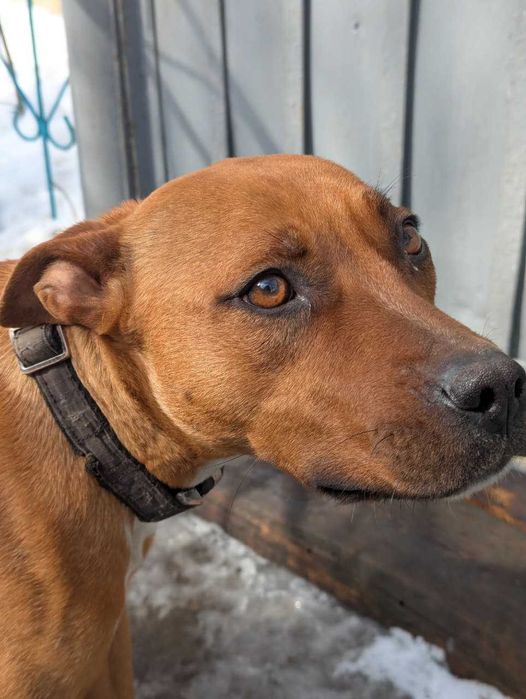 Щенки стафорда и дворянина