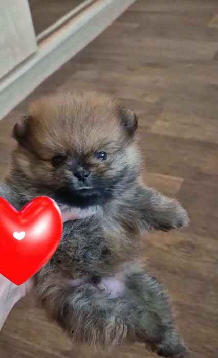 Шпицы соболинные