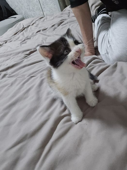 Отдам котят в добрые руки!