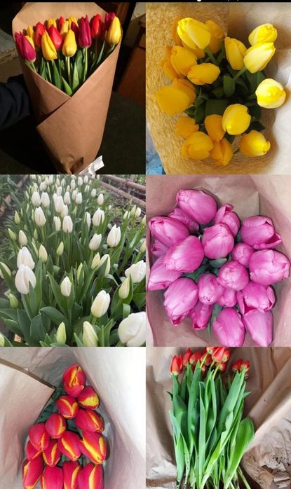 Тюльпаны оптом и розницу