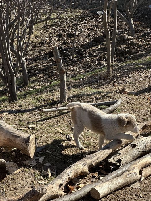 Щенки бесплатно .