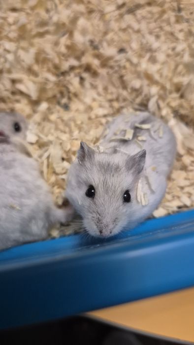 Pui de 1 luna de hamsteri pitici