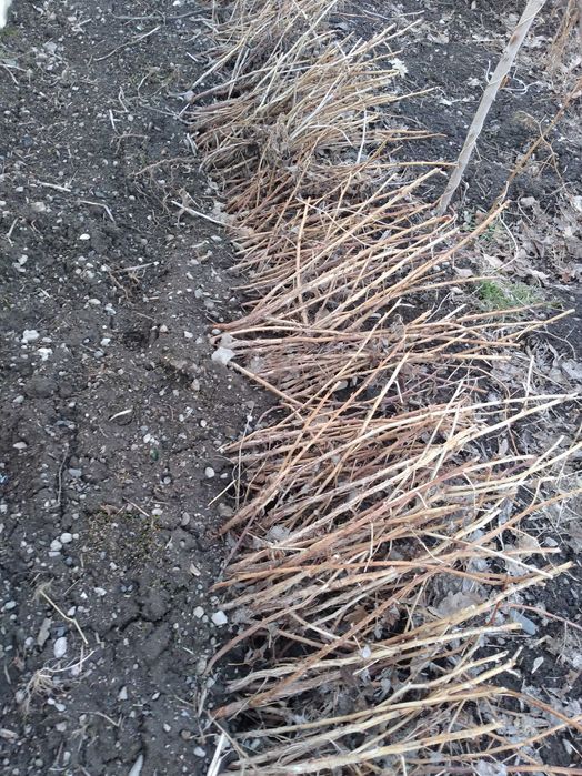 Продам саженцы малины Бабье лето