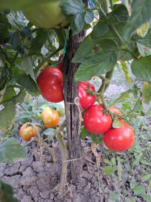 Rosii de gradina fără chimicale