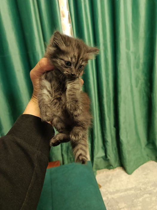 Отдам в добрые руки!!!