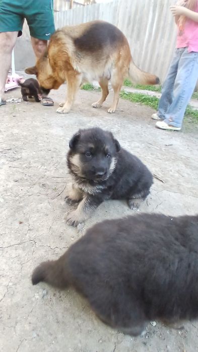 Ценок немецкая овчарка 1 месяц готов на продажу 150$
