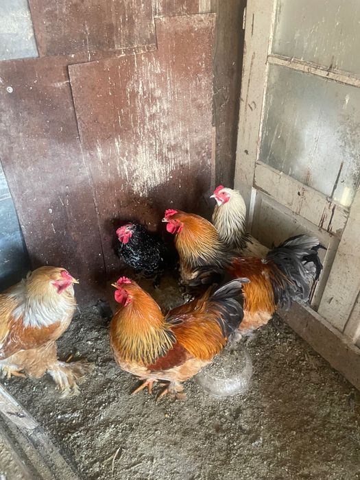 Cocoși și găini de calitate.