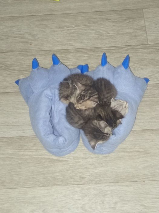 Ищу дом котятам!