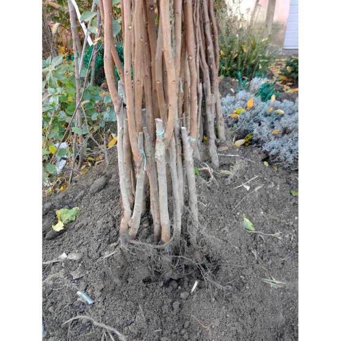 Cires altoi/aluni/Chandler/Agris.smochini/Paulownia.livrare