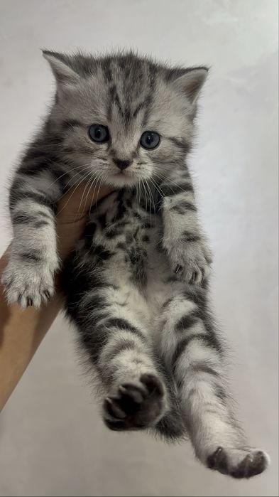 Котята Шотландские