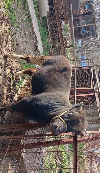 швет Букача 11ойлик, бойи 110+