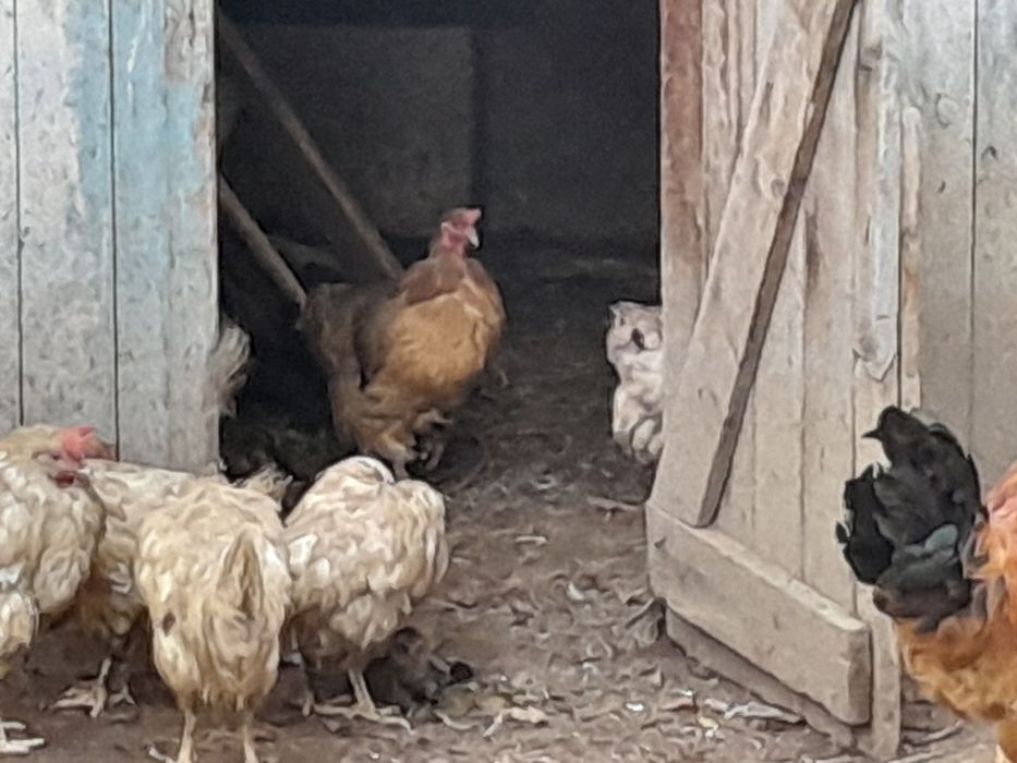 Продам курей гусей и уток