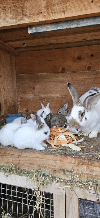 Iepurasi de vânzare