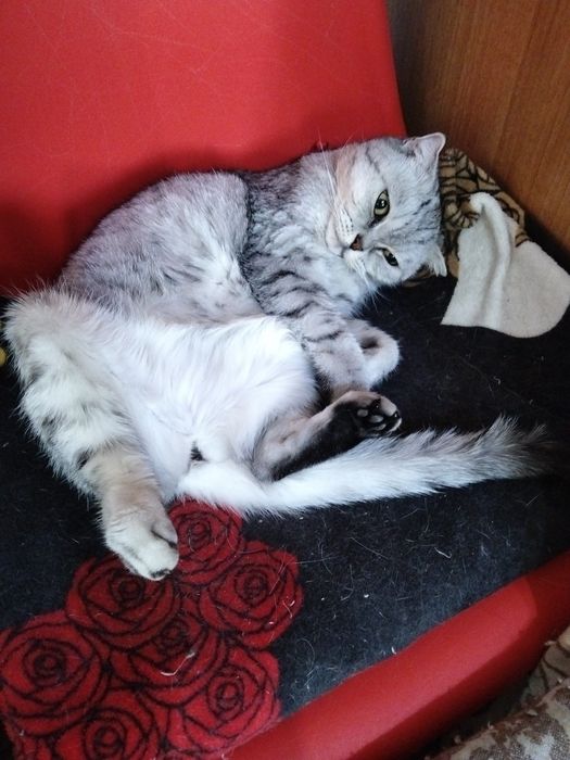 Передержка кошек