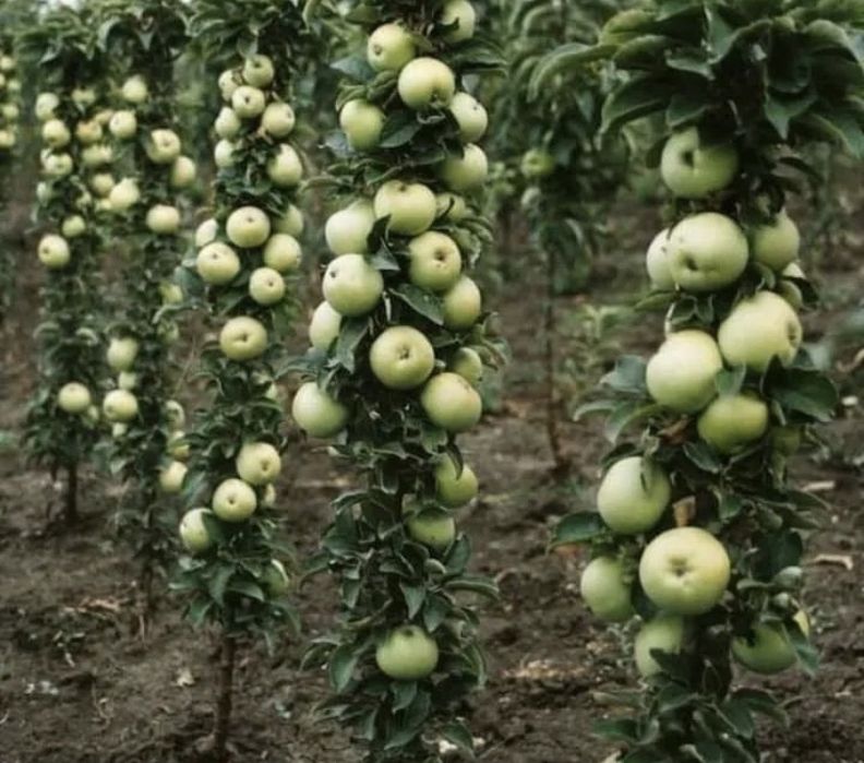 Pomi columnari calitatea 1