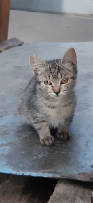 Donez pui de pisică