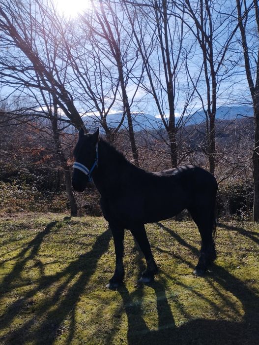 Продавам кобили Дунавка и Фрезийка