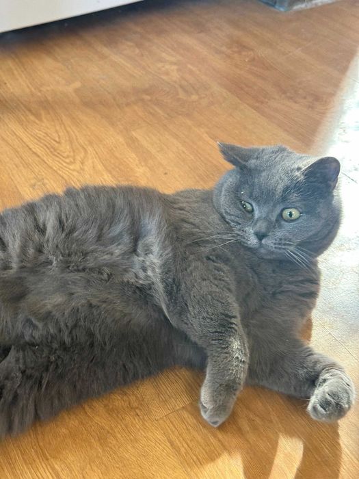 Котка - Британска късокосместа