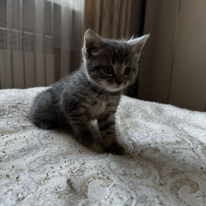 Продам котенков