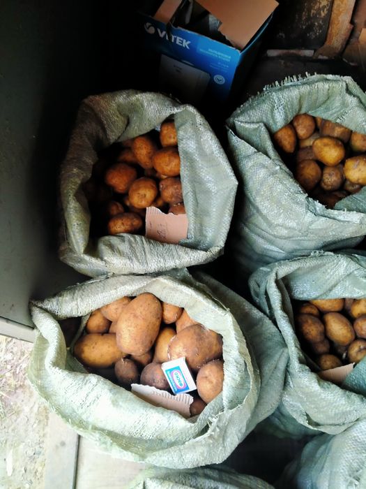 Продам Картофель