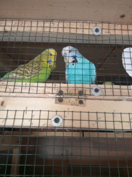 Papagali peruși standard Pui.