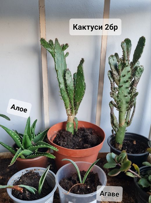 Кактуси каланхое алое агаве