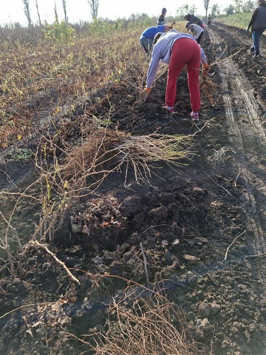 Viță de vie Altoita si Hibrida direct de la PRODUCĂTOR