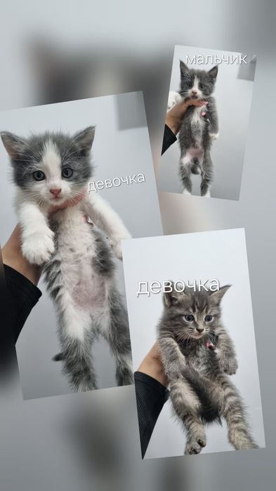 Котята в добрые руки