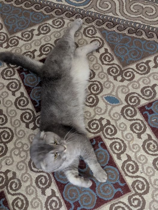 шотлданский кот в добрые руки