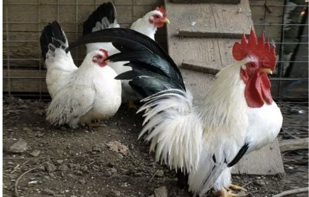 Продам цыплят декоративных пород кур.