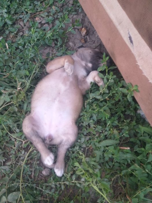 Щенки дворняжки.